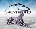 30175_greyhound2.