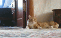 3050tumblr_lq10zfDHCR1qzrlhgo1_250.