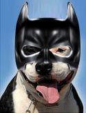 3062bat_dog.