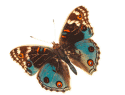 30642_butterfly-13.