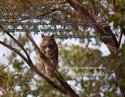 30788_Great_Horned_Owl_by_madrush08.