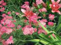 30809_RMS-growingpassion-combining-plants_Asiatic-lily-Paprika-achillea_s4x3_lg.