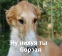 30912_Borzaya.
