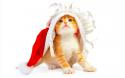 30931_cat-wants-to-be-santa-wallpapers.