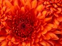 31215_Chrysanthemum.