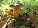 31439_boletus_aereus_1-600x450.