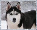 31464_husky-black.