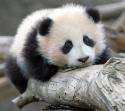 3161_panda.