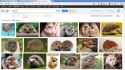 31880_hedgehog_-_Poisk_v_Google.
