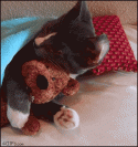 31Kitten_hugs_teddy.