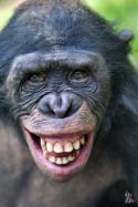 32119_fotografii-shimpanze-bonobo-iz-zapovednika-lola-ya-bonobo-10.