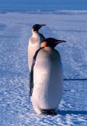 3218275px-Emperor_penguin.