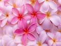 32403_tropical_plumeria_wide___jpg_Wallpaper_nd0fh.