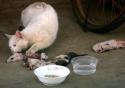 32469_abused-kittens-mother-cat-kunming-china-03.