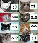 3290cat_emoticons_by_DragoonSky.