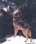 33176_aSPf_t-SOb4.
