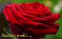 33243_red-rose.