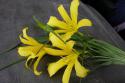 33248_Lilii-2006-a.