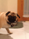 33309_pug.