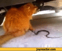 33480_gif-cat-snake-trolling-873225.