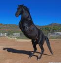 33753_2_legged_horse.