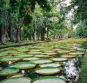 33811_85480610_large_Botanicheskiy_sad_Pamplemusa.
