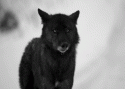 33832_animal-beautiful-black-and-white-cute-gif-Favim.