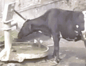33930_gifs_06.