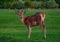 34025_bush-20lir.
