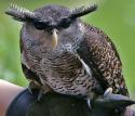 3402bubo_nipalensis.