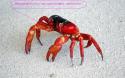 3428Crab_03.