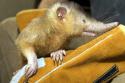 34476_1283388740_solenodontidae_1.