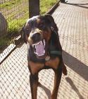 34528_dobermanAngry.