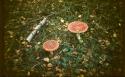 34540_Muhomory-Podmoskove.