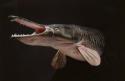 35068_Alligator_Gar_Teeth.