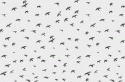 35352_flying_flock_of_birds.