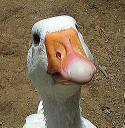 3536_n244_goose-02.