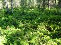 3547_Pihtovyi_stlanik-01.