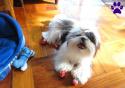 35480_dog_socks.