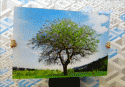 35493_tree_prev.