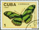 35529_cuba_papillon5.