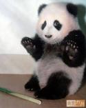 35549_panda010.