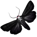 35983_Butterfly.