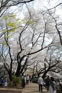 36070_SAKURA_036.