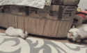 36072_funny-gif-cat-chase-prank.
