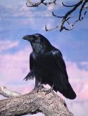 36129_450px-Common_Raven_Grand_Canyon_1.