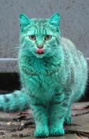 36212_94099_o-GREEN-CAT-90.