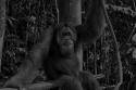 36260_orangutan_bukit_lawang_sumatra.