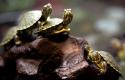 36326_red-eared-turtle-2.