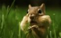 36446_1254911815_backyard_chipmunk_picture_2950831505_4114826b71_o.